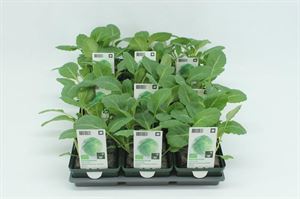 Bild von Kool. Witte kool